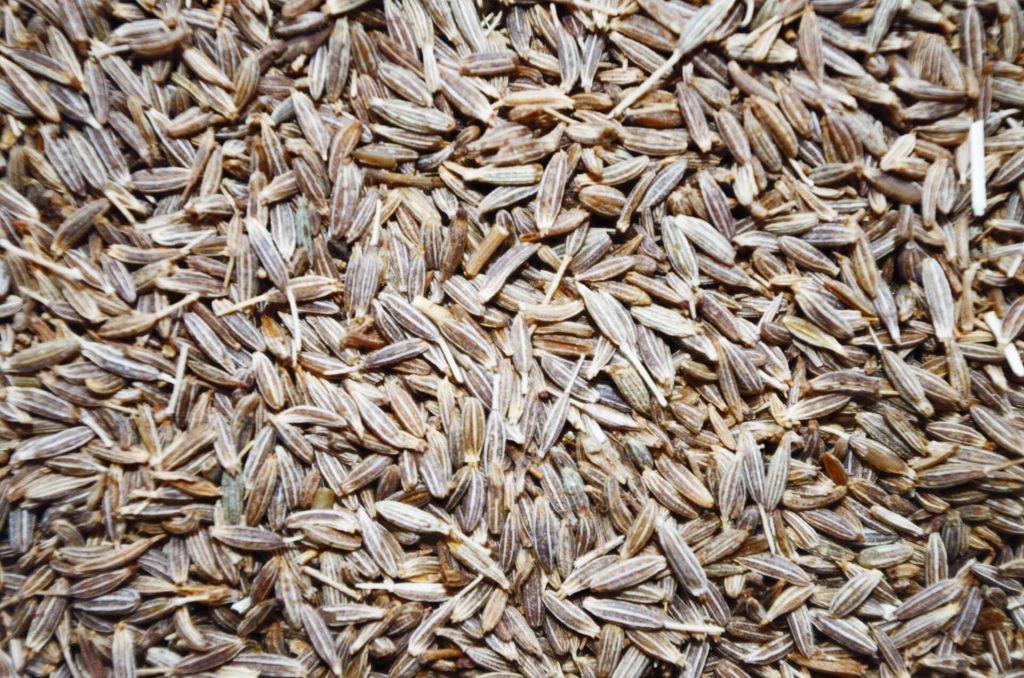 Cumin Seed Exporters in India, Cumin Seed Suppliers in India