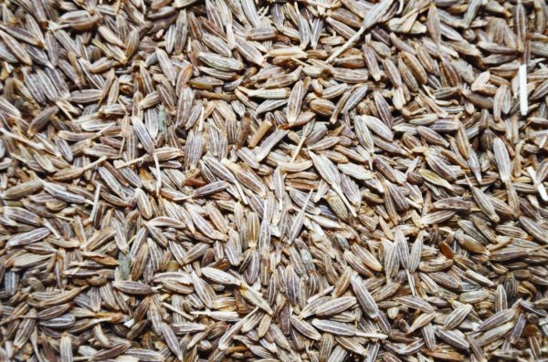 Cumin Seed Exporters Suppliers in India