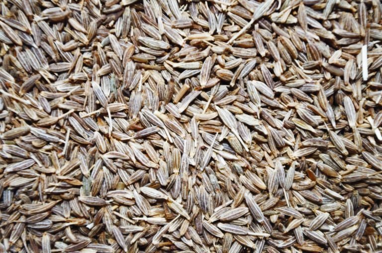 Cumin Seed Exporters in India, Cumin Seed Suppliers in India