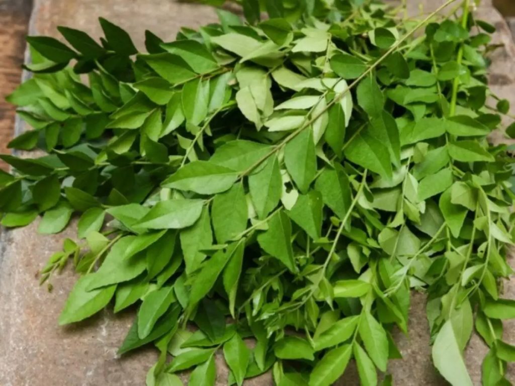 Curry Leaf Adrianna Springs Agro Products, Spices, Vegetables